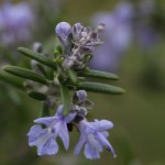 ローズマリーRosmarinus officinalis_0_1