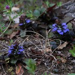 きらんそう（金瘡小草）Ajuga decumbens_5