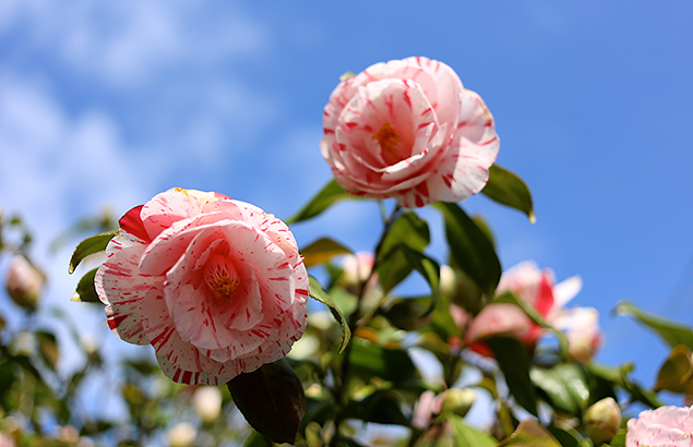 しぼりおとめ（絞り乙女）Camellia japonica cv.‘Sibori-Otome’_0 (4)