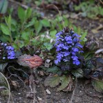 きらんそう（金瘡小草）Ajuga decumbens_3