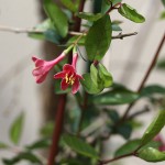 うぐいすかぐら〈ピンク〉（鶯神楽）Lonicera gracilipes_10