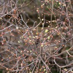 ひゅうがみずき（日向水木）Corylopsis pauciflora_8