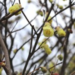 ひゅうがみずき（日向水木）Corylopsis pauciflora_2