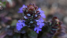 きらんそう（金瘡小草）Ajuga decumbens_1