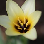 チューリップトルケスタニカ Tulipa turkestanica _2