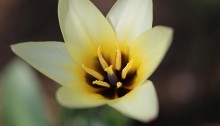 チューリップトルケスタニカ Tulipa turkestanica _2