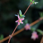 うぐいすかぐら〈ピンク〉（鶯神楽）Lonicera gracilipes_3