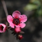 ぎょりゅうばい（檉柳梅）Leptospermum scoparium_4