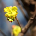 しなみずき（支那水木）Corylopsis sinensis_3