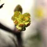 しなみずき（支那水木）Corylopsis sinensis_4