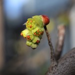 しなみずき（支那水木）Corylopsis sinensis_5