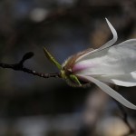 こぶし（（辛夷 ）Magnolia kobus_7