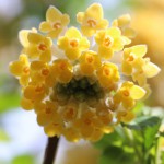 みつまた（三椏）Edgeworthia chrysantha_0 (2)