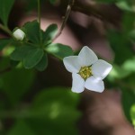 ゆきやなぎ 雪柳）Spiraea thunbergii_3