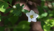 ゆきやなぎ 雪柳）Spiraea thunbergii_3