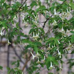 うぐいすかぐら〈白〉（鶯神楽）Lonicera gracilipes_6