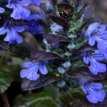 きらんそう（金瘡小草）Ajuga decumbens_2