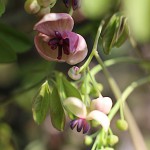 あけび （木通・通草）Akebia quinata_0_6