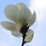 はくもくれん（（白木蓮）Magnolia heptapera_8