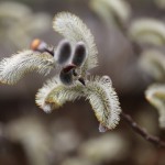 ねこやなぎ（（猫柳）Salix gracilistyla_５