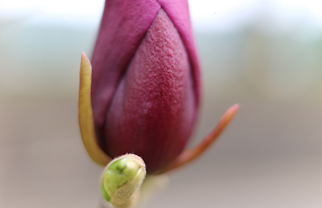 しもくれん（（紫木蓮）Magnolia Liliflora_5