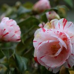しぼりおとめ（絞り乙女）Camellia japonica cv.‘Sibori-Otome’_0 (2)