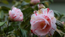 しぼりおとめ（絞り乙女）Camellia japonica cv.‘Sibori-Otome’_0 (2)