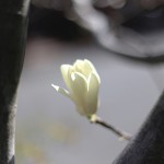 はくもくれん（（白木蓮）Magnolia heptapera_11