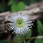 きいちご（木苺）Rubus palmatusvar. coptophyllus_5