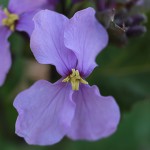 おおあらせいとう大紫羅欄花）Orychophragmus violaceus_２