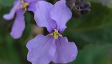 おおあらせいとう大紫羅欄花）Orychophragmus violaceus_２