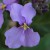 おおあらせいとう大紫羅欄花）Orychophragmus violaceus_２