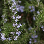 ローズマリーRosmarinus officinalis_0_6