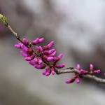 はなずおう（花蘇芳）Cercis chinensis_0 (3)