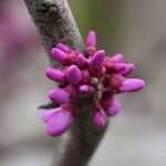 はなずおう（花蘇芳）Cercis chinensis_0 (2)