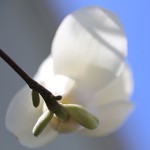 はくもくれん（（白木蓮）Magnolia heptapera_9