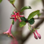 うぐいすかぐら〈ピンク〉（鶯神楽）Lonicera gracilipes_9