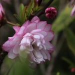 にわざくら（庭桜）Prunus glandulosa cv.Alboplena_0