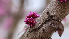 はなずおう（花蘇芳）Cercis chinensis_0 (7)