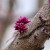 はなずおう（花蘇芳）Cercis chinensis_0 (7)