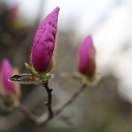 757.しもくれん（（紫木蓮）Magnolia Liliflora_6