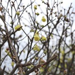 ひゅうがみずき（日向水木）Corylopsis pauciflora_6