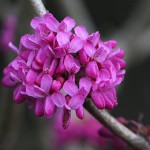 はなずおう（花蘇芳）Cercis chinensis_0 (8)