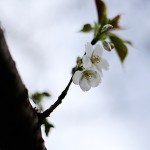 おおしまざくら（大島桜）Cerasus speciosa_0 (1)