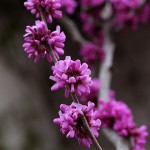 はなずおう（花蘇芳）Cercis chinensis_0 (5)