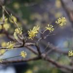 さんしゅゆ（山茱萸）Cornus officinalis_0_2