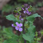 おおあらせいとう大紫羅欄花）Orychophragmus violaceus_３