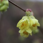 ひゅうがみずき（日向水木）Corylopsis pauciflora_7