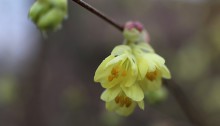 ひゅうがみずき（日向水木）Corylopsis pauciflora_7