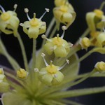 さんしゅゆ（山茱萸）Cornus officinalis_0_5b